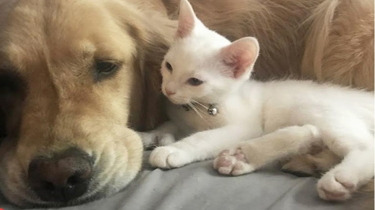 Razmaženi pas na neočekivan način primio novu macu u obitelj